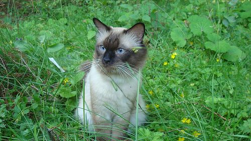 Lost Siamese calico named Salem in Dauphin