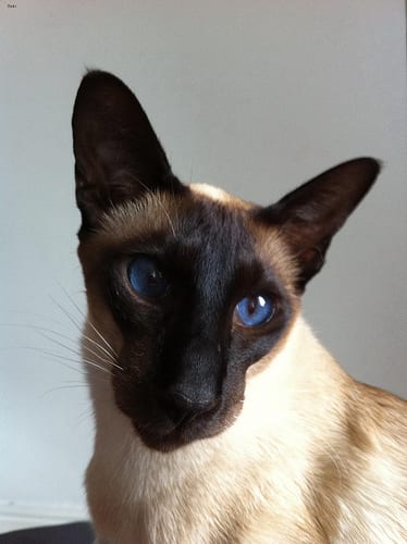 Lost Siamese white named Olive in Ottawa