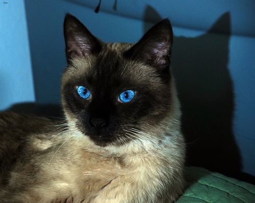 Lost Siamese calico named Oreo in Fort St. John