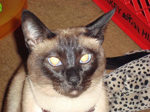 Lost Siamese cream named Tiger in Brampton