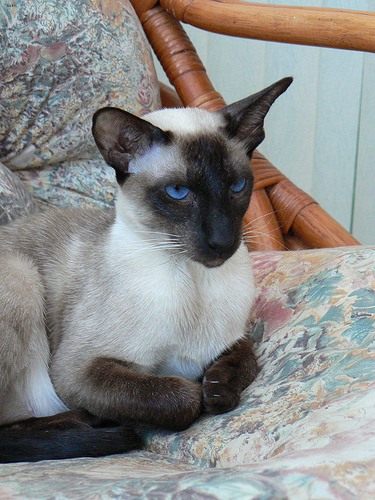 Lost Siamese white named Tiger in Vancouver