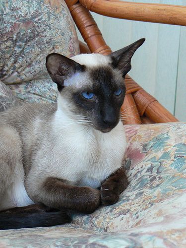 Lost Siamese tabby named Oreo in Calgary
