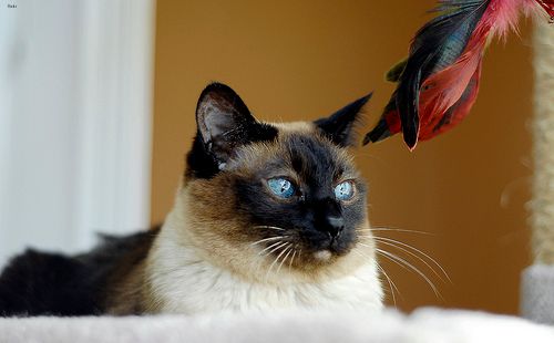 Lost Siamese tortoiseshell named Toby in Thompson
