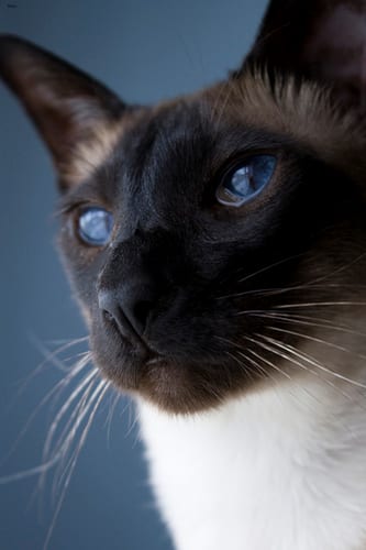 Lost Siamese grey tabby named Sophie in Halton Hills