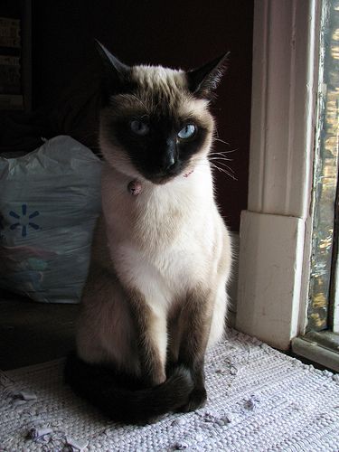 Lost Siamese orange tabby named Tiger in Yarmouth