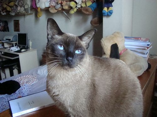 Lost Siamese tortoiseshell named Oreo in Vancouver