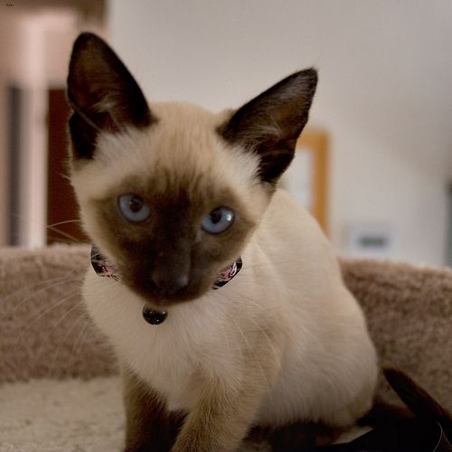 Lost Siamese cream named Oscar in Toronto