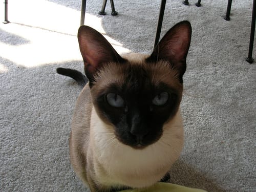 Lost Siamese calico named Lola in Dieppe