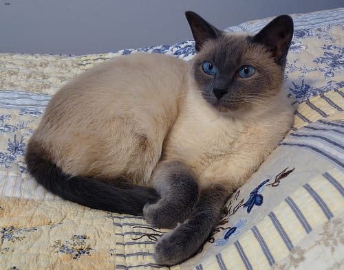 Lost Siamese tortoiseshell named Cleo in Maple Ridge