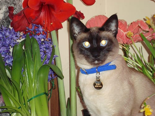 Lost Siamese tortoiseshell named Smokey in Portage la Prairie