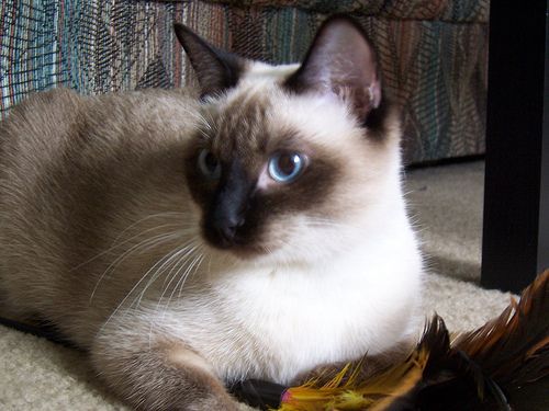 Lost Siamese grey named Jasper in St. Albert