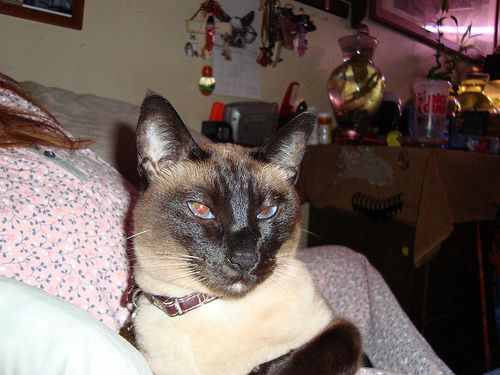 Lost Siamese grey tabby named Simba in Chilliwack