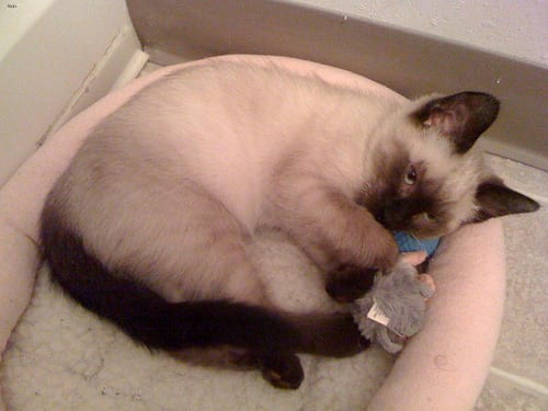 Lost Siamese calico named Pumpkin in Belleville