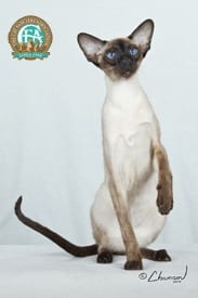 Lost Siamese black and white named Misty in Edmonton
