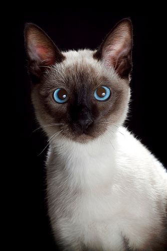 Lost Siamese white named Oscar in Burlington