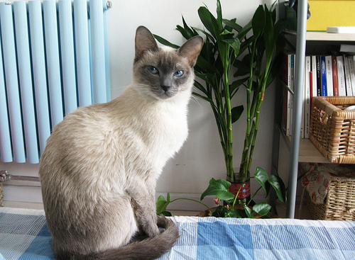 Jasper