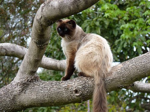 Lost Siamese grey tabby named Simba in Kentville
