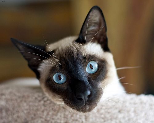 Lost Siamese white named Felix in Summerside