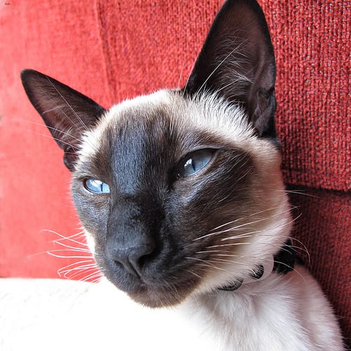 Lost Siamese black and white named Loki in Richmond Hill