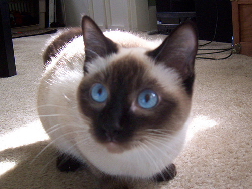 Lost Siamese grey named Jasper in Morden