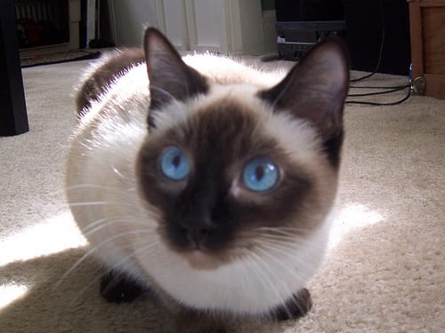 Lost Siamese grey named Jasper in Morden