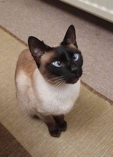Lost Siamese black named Oreo in Belleville