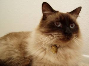 Lost calico Siamese named Smokey in Okotoks