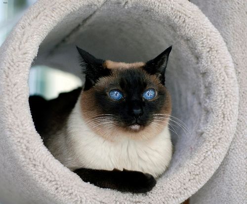 Lost Siamese cream named Misty in Gander