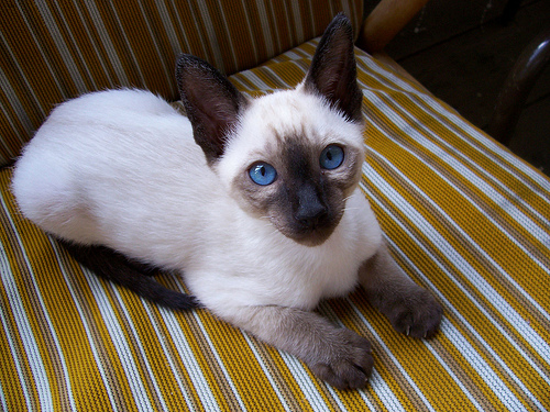 Lost Siamese calico named Chloe in Toronto