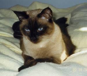 Lost Siamese black named Shadow in Calgary