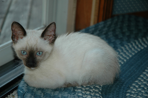 Lost Siamese black named Simba in Lévis