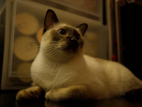 Lost Siamese grey named Tiger in Markham