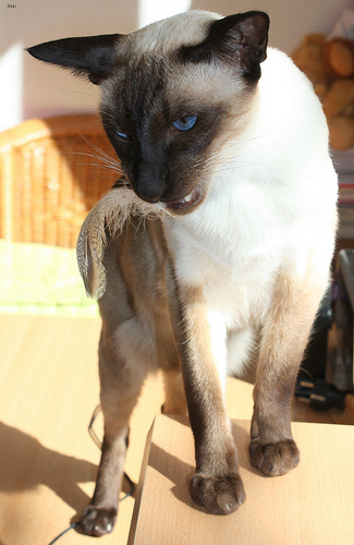 Lost Siamese tabby named Misty in Montréal