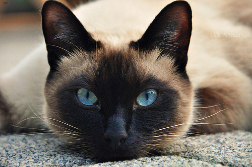 Smokey