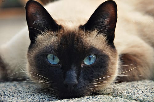Lost Siamese tabby named Smokey in Amherst