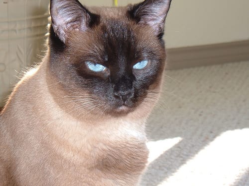 Lost Siamese calico named Tiger in Blainville