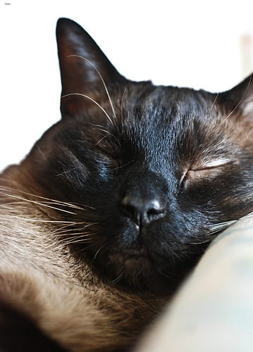 Lost Siamese grey named Simba in Charlottetown