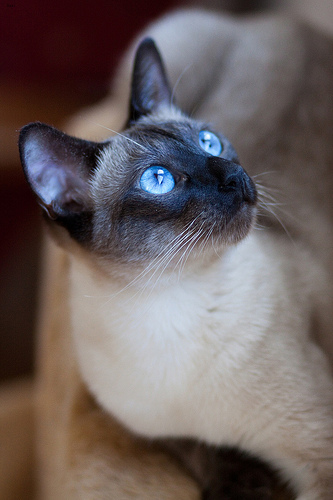 Misty