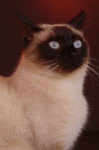 Lost Siamese calico named Smokey in Kelowna