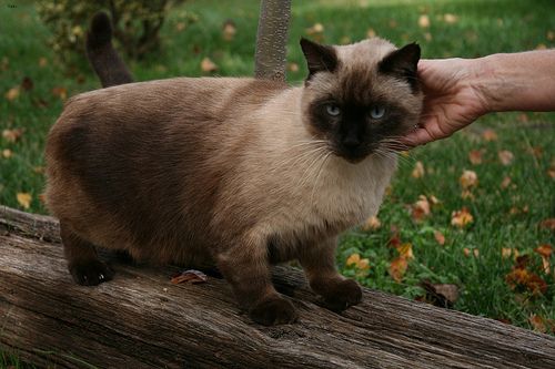 Lost Siamese black and white named Biscuit in St. Albert