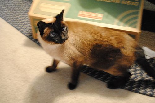 Lost Siamese black named Cleo in Winnipeg