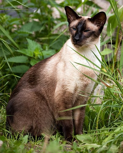 Lost Siamese grey tabby named Shadow in Chilliwack