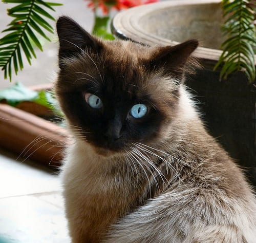 Lost Siamese tabby named Penny in Dollard-des-Ormeaux