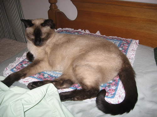 Lost Siamese tabby named Biscuit in London