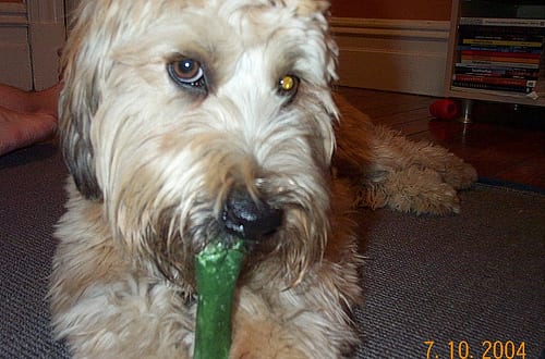 Lost Soft-Coated Wheaten Terrier chocolate named Tucker in Whitby