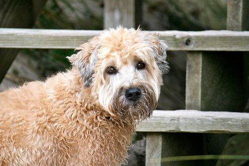 Lost Soft-Coated Wheaten Terrier grey named Luna in St. Albert