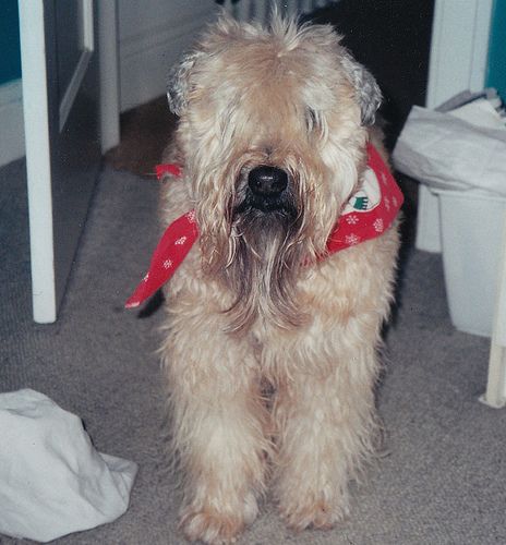 Lost Soft-Coated Wheaten Terrier cream named Luna in Bridgewater