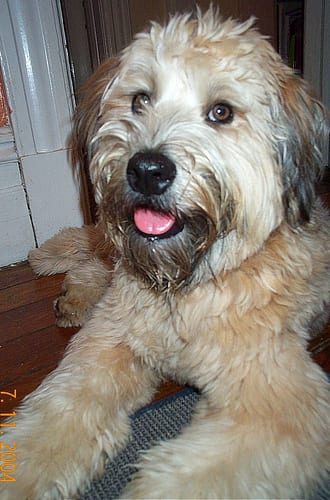 Lost Soft-Coated Wheaten Terrier tan named Lucy in Prince George