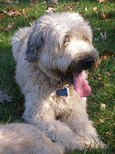 Lost Soft-Coated Wheaten Terrier golden named Lucy in Brooks
