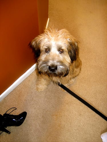 Lost Soft-Coated Wheaten Terrier golden named Bailey in Halifax